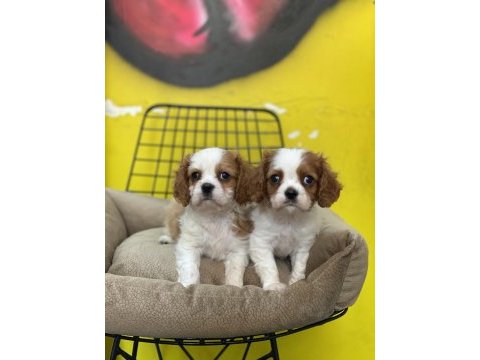 Dünya tatlısı cavalier king charles bebeklerimiz