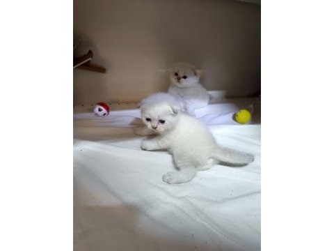 Scottish fold yavrular