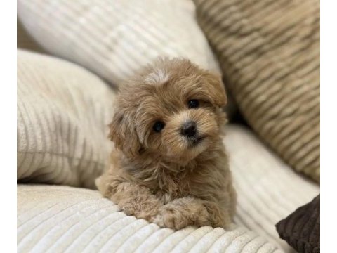 Çift renk özel kore maltipoo yavrular