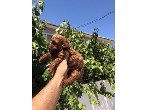 Red brown toy poodle bebekler