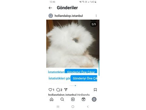 Sevimli hollanda teddy lop tavşanlar istanbul kartal
