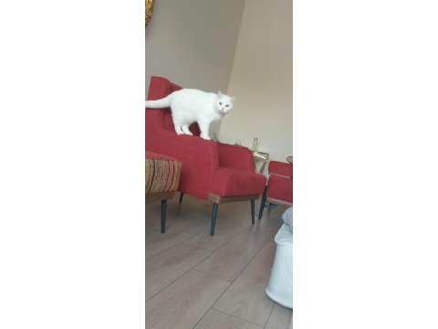 Kedimiz köpük için aile arıyoruz