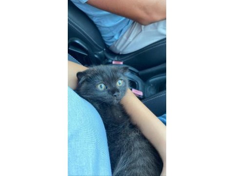 Kahverengi scottish fold