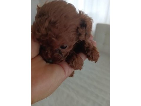 Kore toy poodle