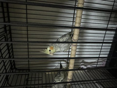 Çift sultan papağanı ve yavruları toplam 6 adet