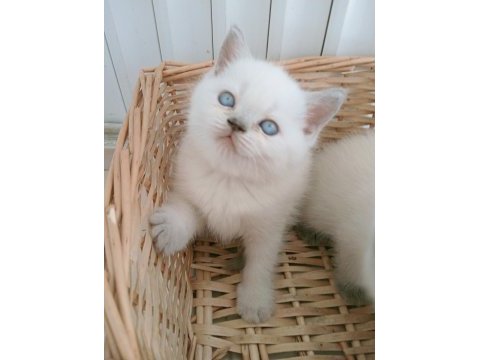 Mavi gözlü blue point british shorthair yavrular