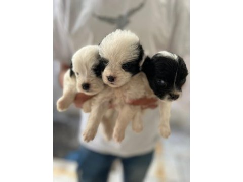 Morkie son 2 yavrularımız
