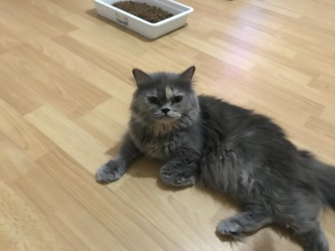 Ücretsiz sahiplendirme british longhair