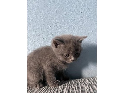 British shorthair yavru