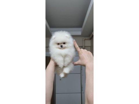 Üst kalite kar beyaz teacup pomeranian boo dişi