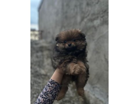 Ev ortamından pomeranian yavrular