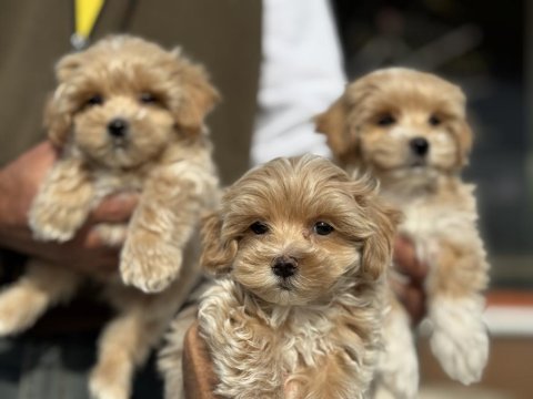 Ruhsatlı çiftlikde ziyarete açık kore maltipoo