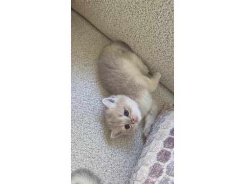 Ay12 golden blue british shorthair