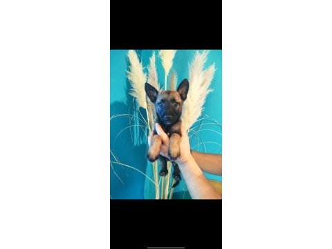 Bela ve karamın malinois yavruları daha iyisi yok