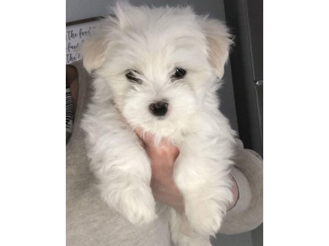 Maltipoo yavru acık ve esmer renk çeşitler