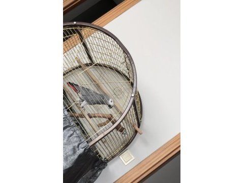 2.5 yaşında çok konuşan jako papağanı