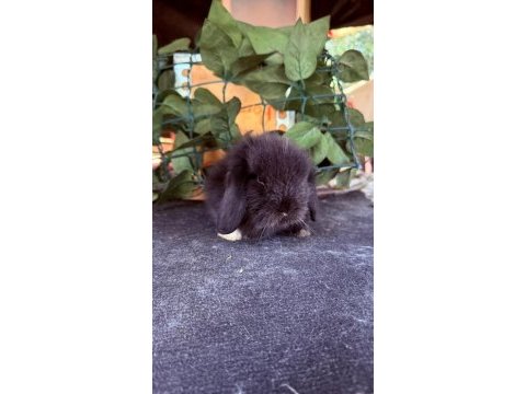 Safkan hollanda teddy lop tavşanlar