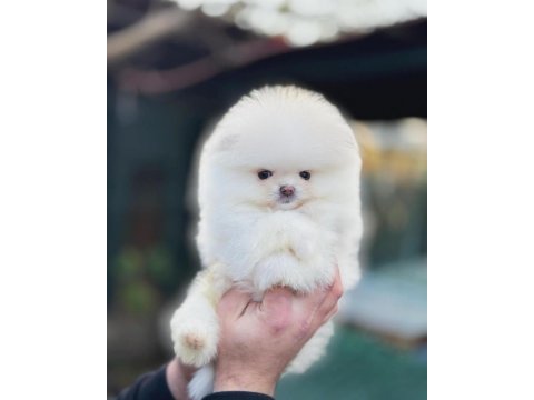 Krem renk pomeranian
