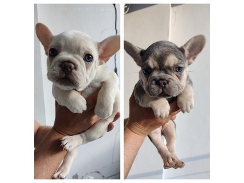 Exotic french bulldog yavrular teslime hazır