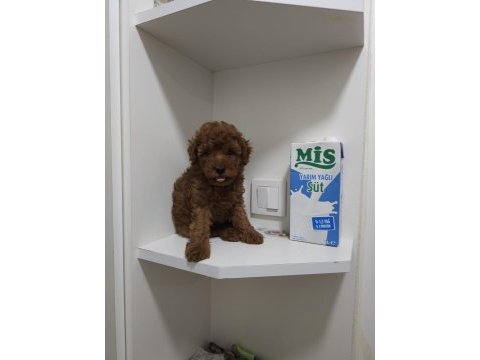 Gerçek orjinal toy poodle yavrularımız