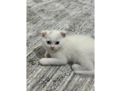 Sevimli scottish fold kedim