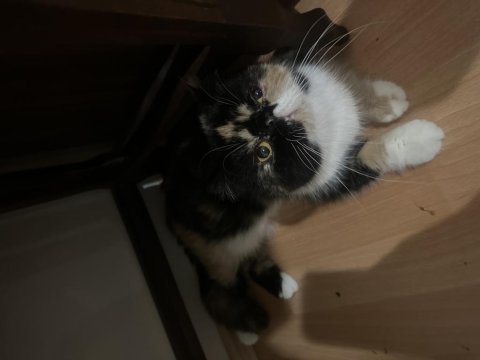 Şecereli calico exotic shorthair dişi