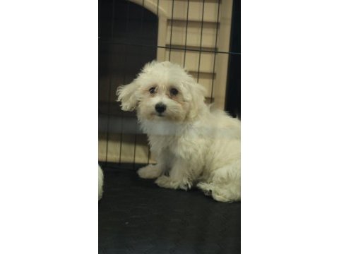 Dünya tatlısı minnoş maltese terrier
