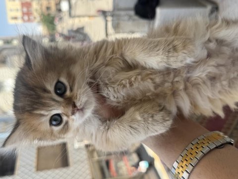 British longhair yavrusu