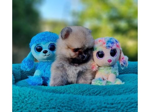 Neşe dolu şecereli tedyface pomeranian yavrularımız