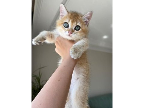 En güzel golden british shorthair yavrular