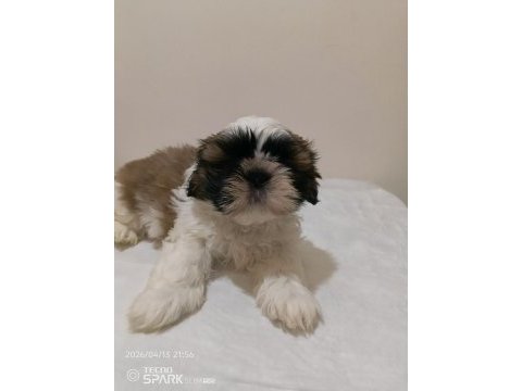 Secereli shih tzu yavrular