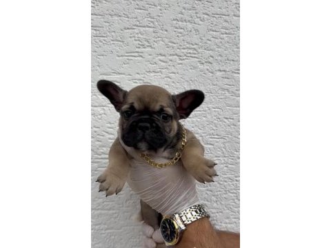 Uygun french bulldog yavrularımız