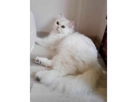 Dişi şecereli british longhair arayanlara