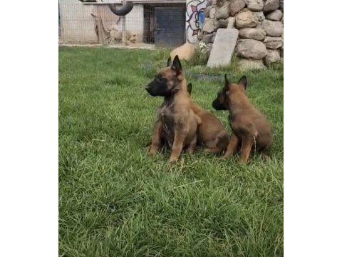 Belçika malinois