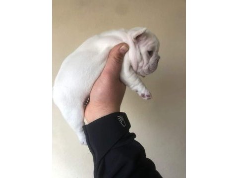 Exotic french bulldog