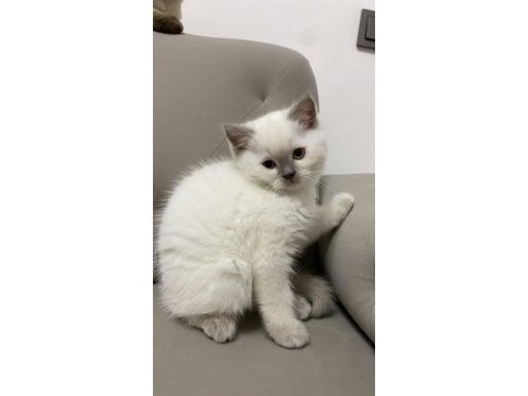 Safkan british shorthair yavrular