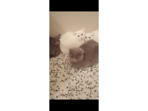 British shorthair pofuduklar