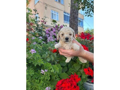 Maltipoo miniklerimiz