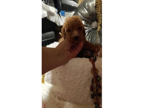 Red toy poodle