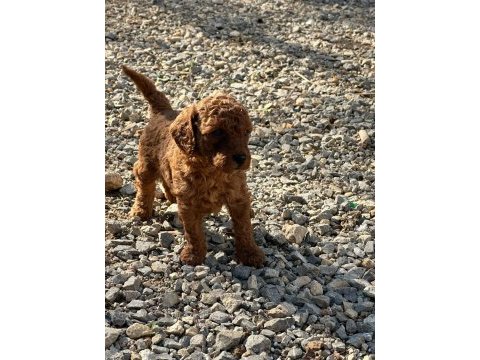 Toy poodle