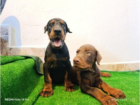 A scr üst düzey doberman