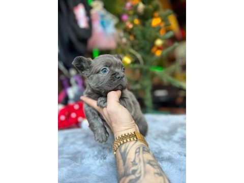 French bulldog köpekler