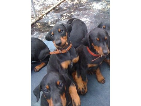 Safkan a kalite doberman