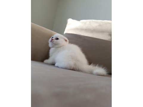 Karbeyaz ns11 scottish fold yavrusu