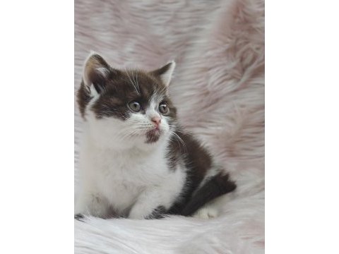British shorthair chocolatte bicolor dişi