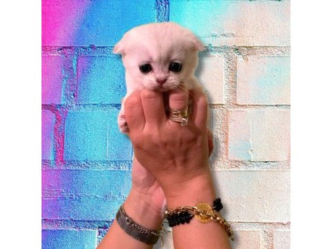55 günlük dünya tatlısı silver scottish fold bebekler