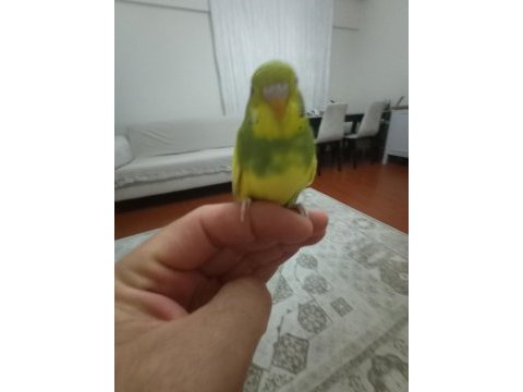 Sarı prenses muhabbet kuşu