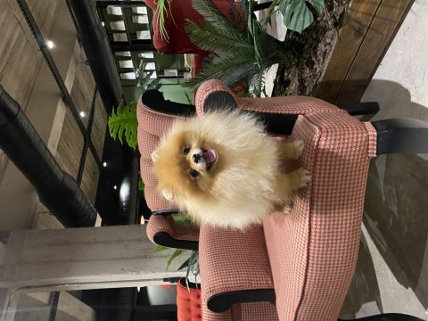 Üst kalite genç yetişkin dişi pomeranian boo