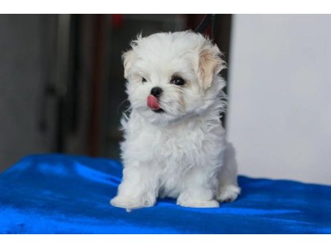 Korean maltipoo puppies (cheap) 2 kg olacak
