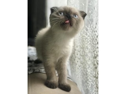 Minik scottish fold kızımızı sahiplendiriyoruz